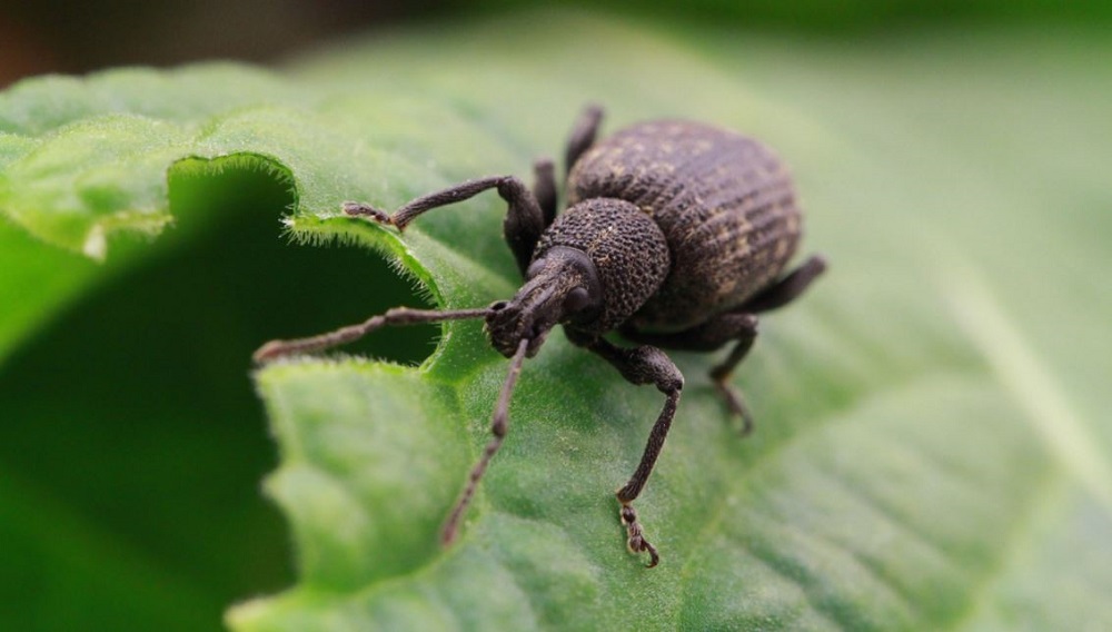 An adult vine weevil beetle eating a plant leaf